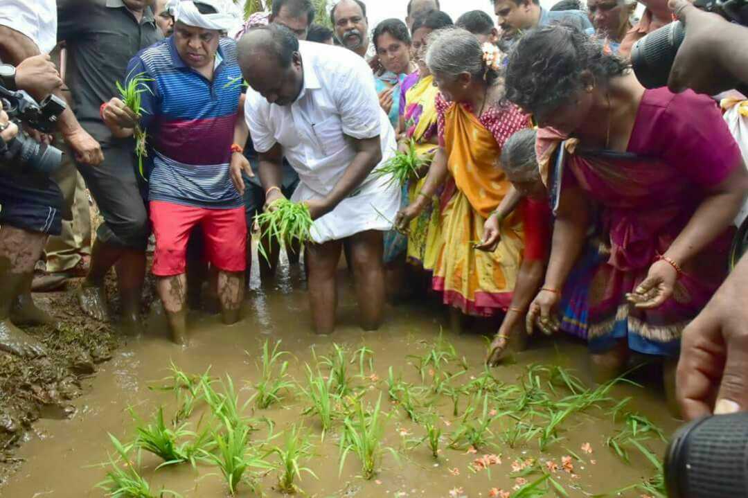ಗದ್ದೆಗಿಳಿದು ಭತ್ತ ನಾಟಿ ಮಾಡಿದ ಸಿಎಂ ಕುಮಾರಸ್ವಾಮಿ!