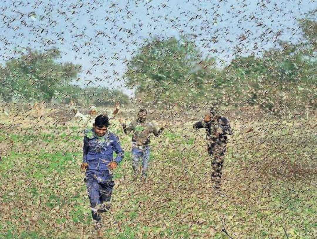 ಭಾರತಕ್ಕೆ ಕಂಟಕವಾದ ಮಿಡತೆ!