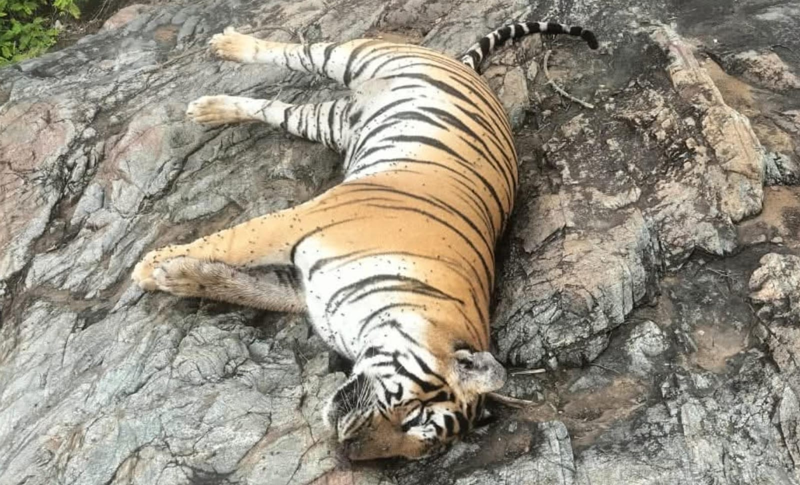 ನಾಲ್ಕು ಹುಲಿ ಸಾವು; ತಪ್ಪಿತಸ್ಥರ ವಿರುದ್ಧ ಮುಲಾಜಿಲ್ಲದೆ ಕ್ರಮಕ್ಕೆ ಅಶೋಕ್ ಆಗ್ರಹ