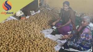 ಕಾವೇರಿ ಆರತಿ ವೀಕ್ಷಿಸುವ ಪ್ರವಾಸಿಗರಿಗೆ ತಾಯಿ ಕಾವೇರಿ ಪ್ರಸಾದವಾಗಿ ಲಾಡು ವಿತರಣೆ